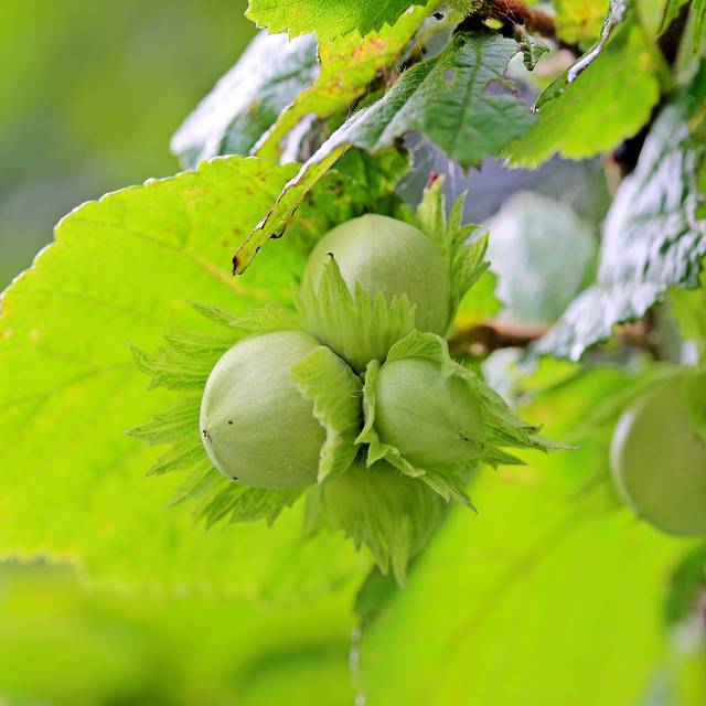 Noisetier 'Fertile de Coutard' (Myriams-Fotos / Pixabay)
