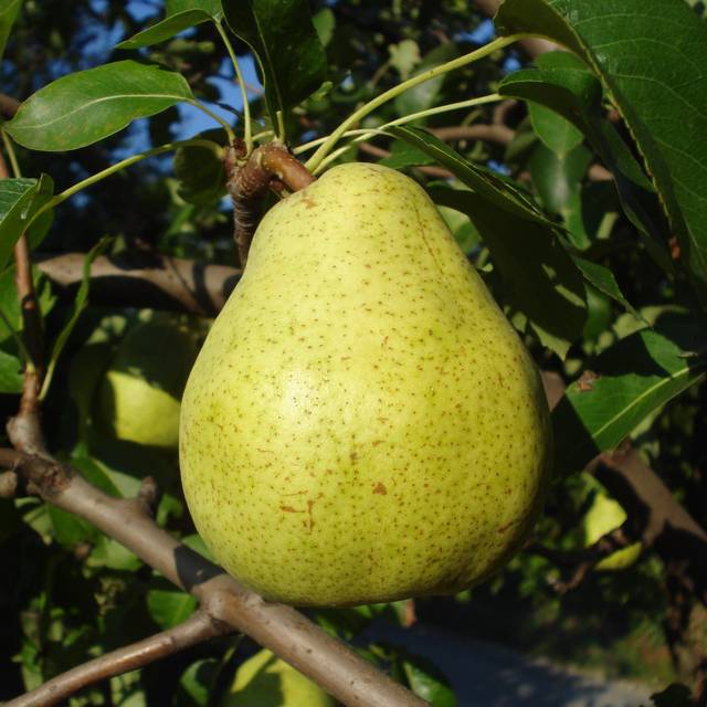 Poire Doyenné du Comice (Silverije / Wikimedia)