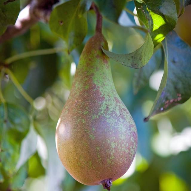 Poirier Conférence - fruit (No-longer-here / Pixabay)