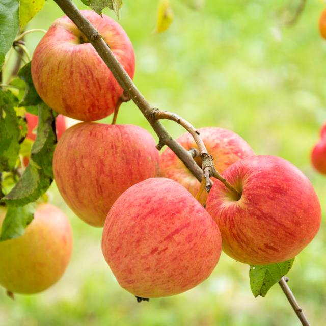 Pommier Elstar (Oskar / Adobe Stock)