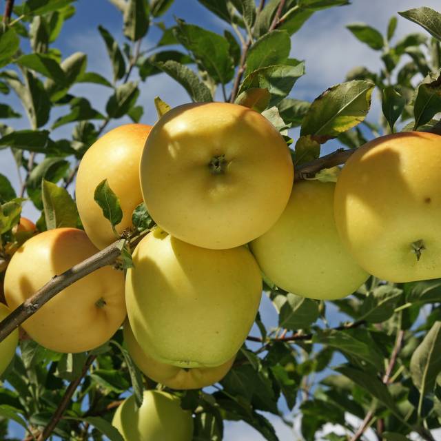Pommier Golden Delicious (Pictures news / Adobe Stock)