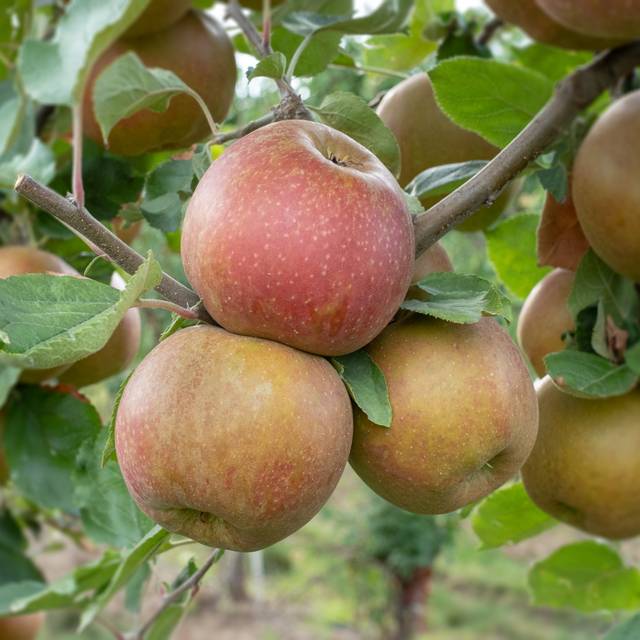 Pommier Belle de Boskoop (piXuLariUm / Adobe Stock)