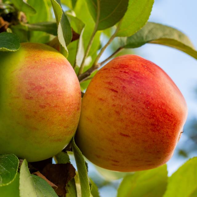 Pommier Reine des Reinettes (Marius Faust / Adobe Stock)