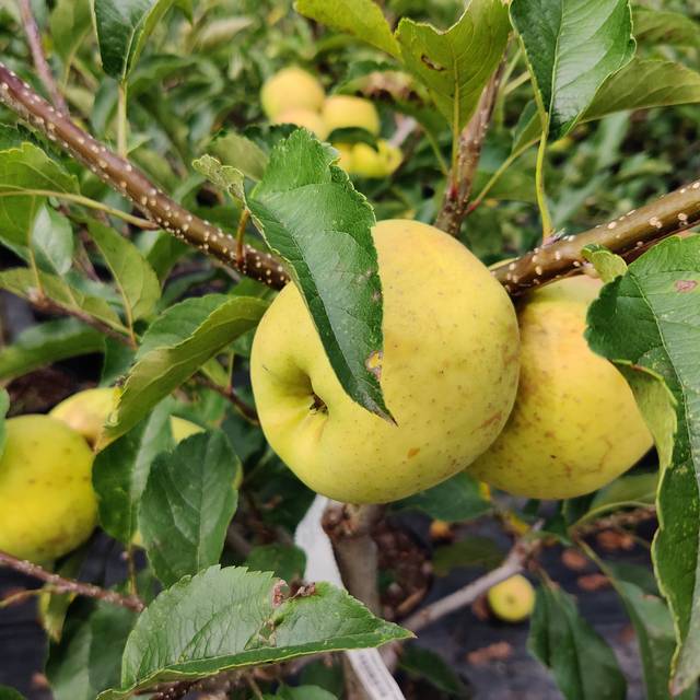Pommier 'Tentation'