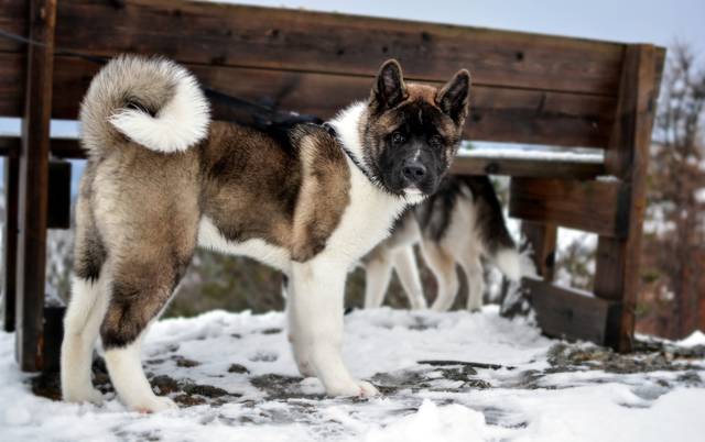 Akita américain dans la neige