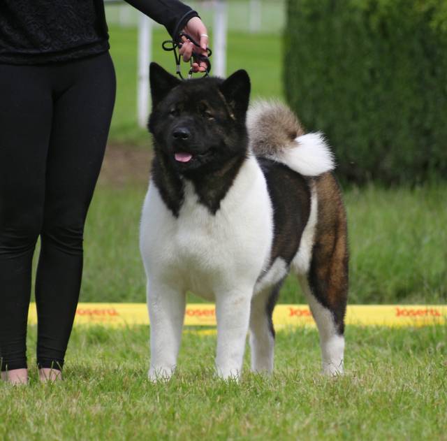 Akita américain