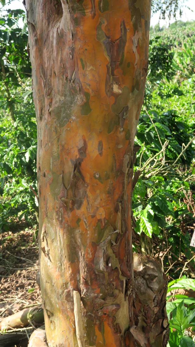 Ecorce de goyavier (psidium guajava)