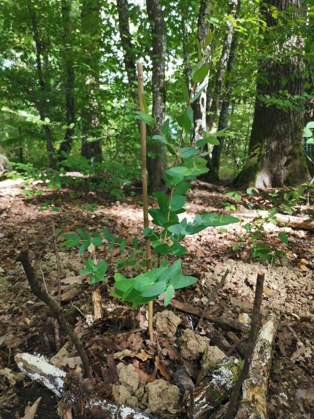 Eucalyptus parviflora : jeune sujet planté en forêt