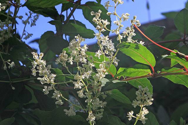Fallopia aubertii, renouée de Chine