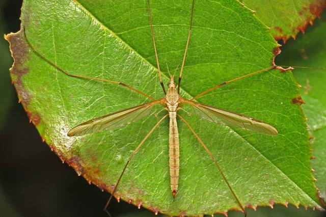 Femelle de Tipula Oleracea sur une feuille de rosier au jardin