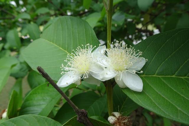Fleur de goyavier