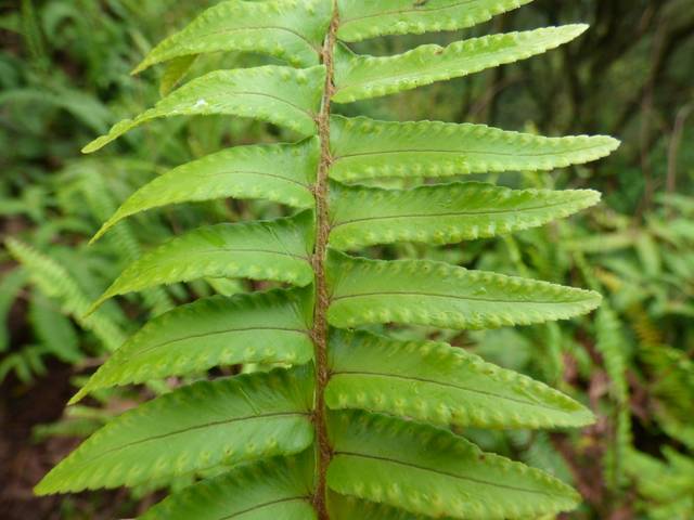 Fronde de fougère de Boston (Nephrolepis exaltata) : détail