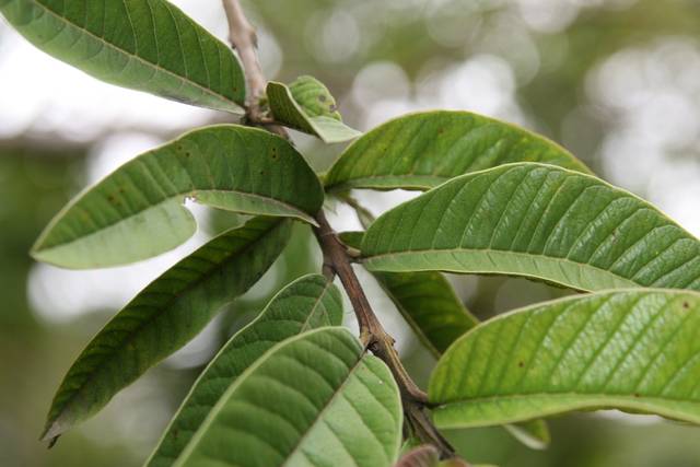 Feuillage du goyavier (psidium gajava)