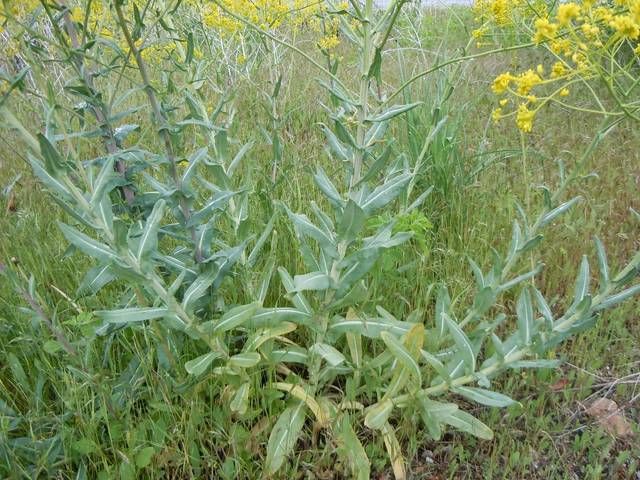 Isatis tinctoria, pastel des teinturiers