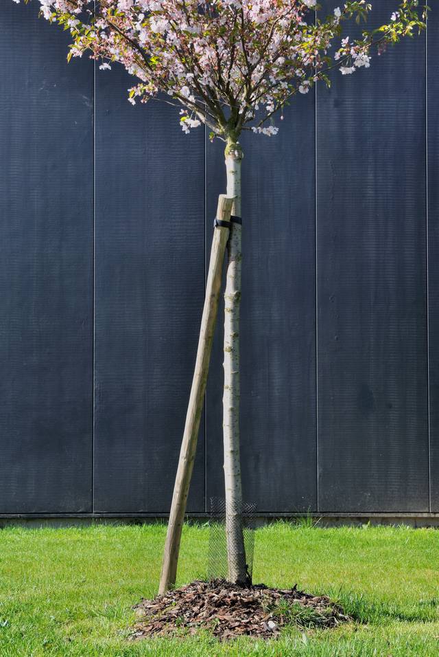 Jeune arbre et son tuteur (cerisier en fleurs)