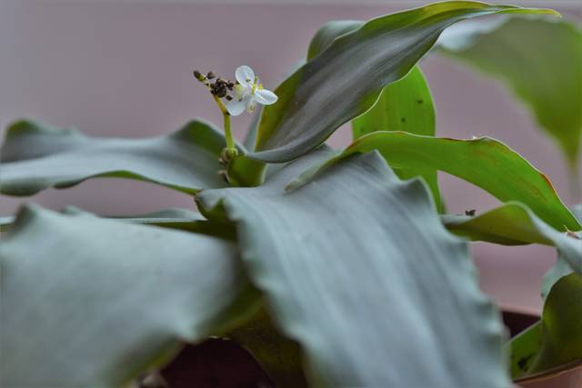 Murdannia loriformis 'Bright Star'