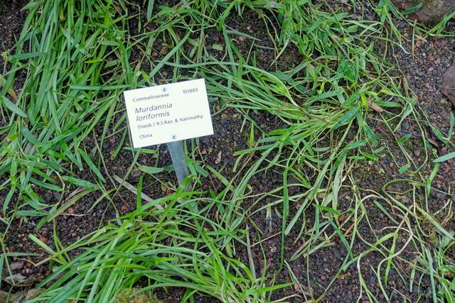 Murdannia loriformis (Hassk.) en couvre-sol