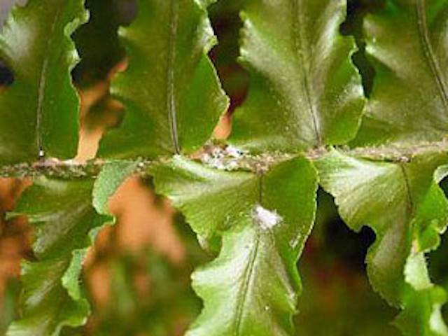 Foshan Youngplants - Fougère Nephrolepis Macho Plateau de Culture  Tissulaire Jeune Plante d'intérieur Naturelle Vivante Fougère