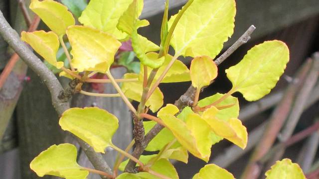 Fallopia aubertii 'Lemon Lace'