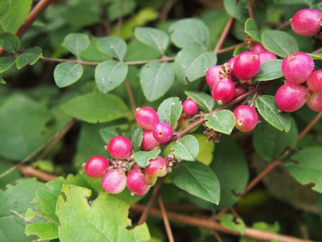 Symphoricarpos × chenaultii 'Hancock'