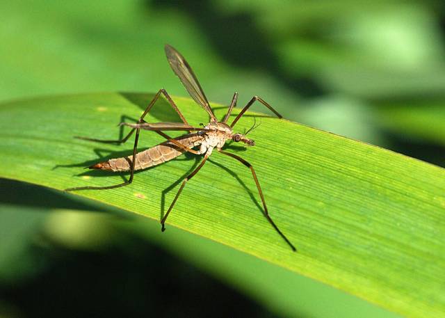 Tipule (Tipula paludosa)