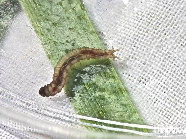 Larve de tipule