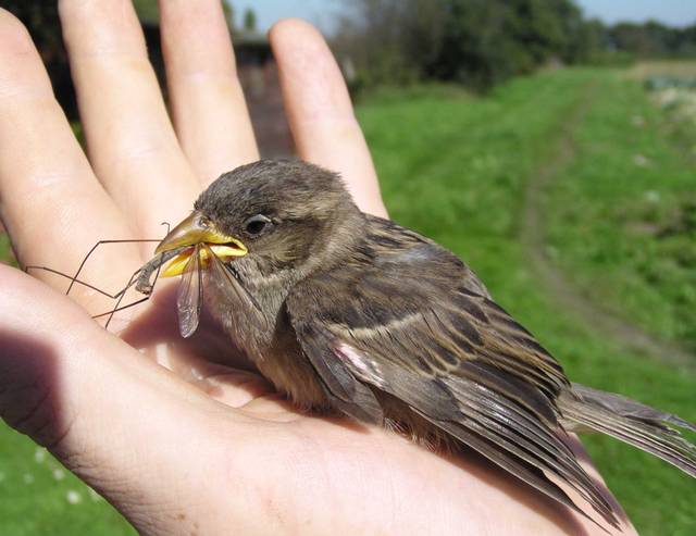 La tipule, une nourriture appréciée des oiseaux !