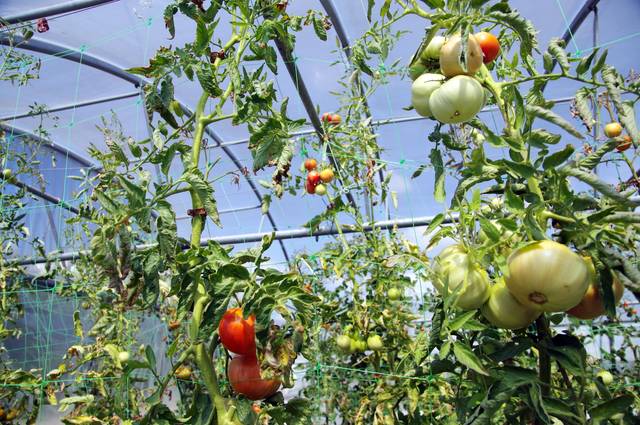 Tomates cultivées sous serre agricole