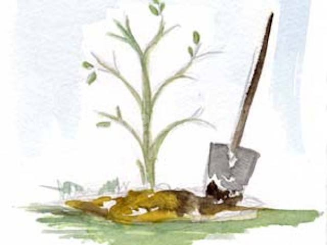 Planter dans les règles