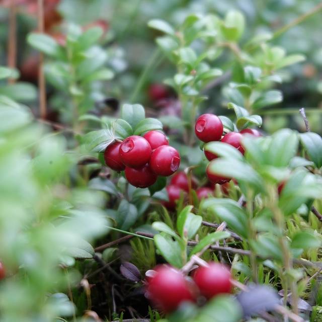 Canneberge, Cranberry (Luda Kot / Pixabay)