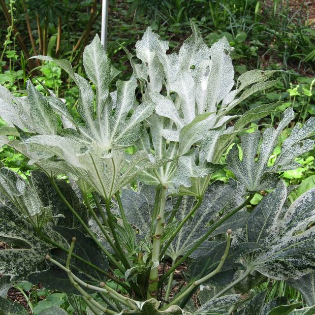 Fatsia japonica 'Spider's Web' ( Leonora (Ellie) Enking / flickr.com)