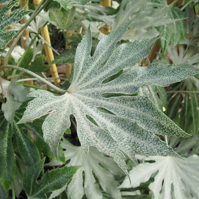Fatsia japonica 'Spider's Web' - détail feuille (Megan Hansen / flickr.com)