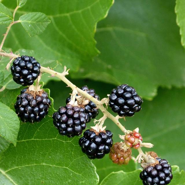 Mûrier 'Reuben' (Marc Pascual  / Pixabay)