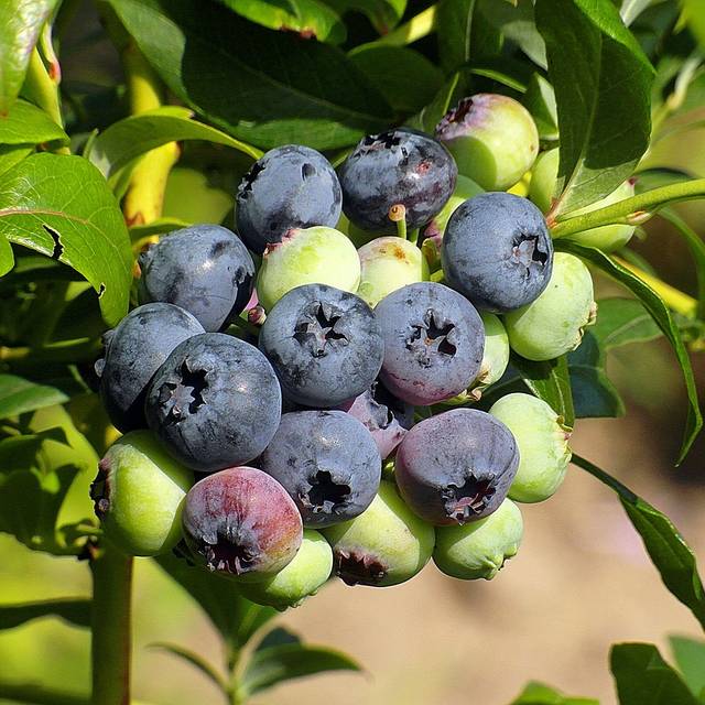 Myrtille 'Patriot' (Nowaja / Pixabay)