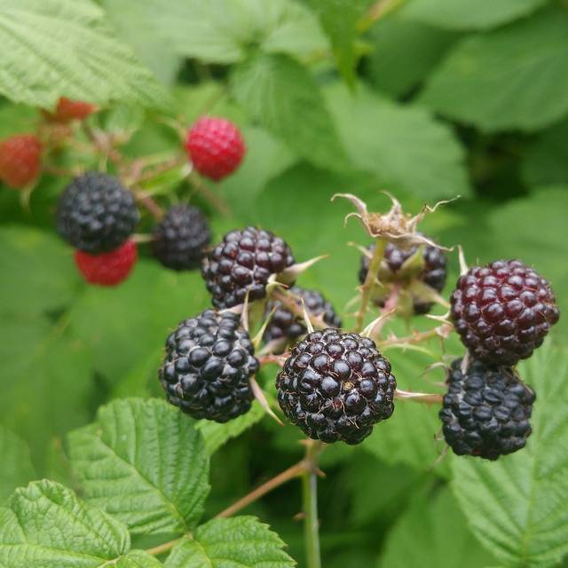 Framboisier 'Black Jewel' (Karen Hine / Wikimedia)