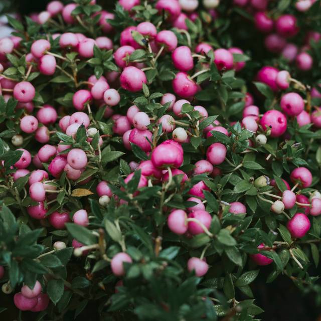 Symphoricarpos Mother of Pearl - arbuste (klavdiyav / Adobe Stock)