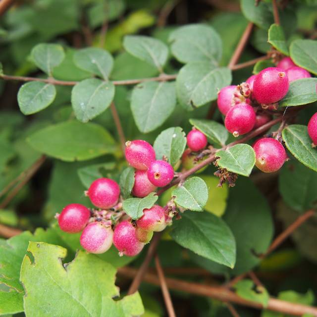 Symphoricarpos Hancock - baies (Agnieszka Kwiecien, Nova / Wikimedia.org)