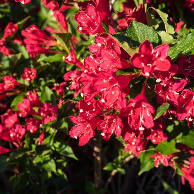Weigélia Bristol Ruby - fleurs (F.D. Richards)