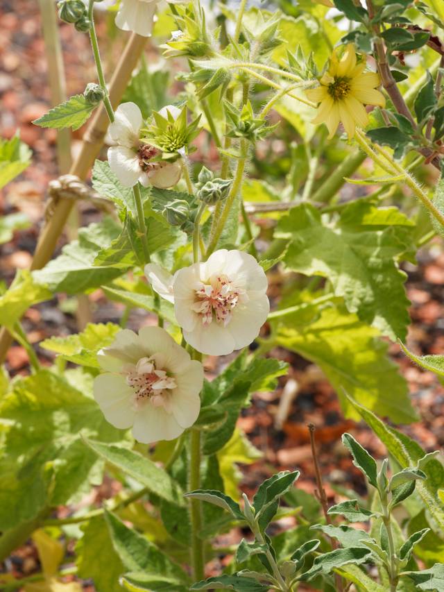 Alcalthaea suffrutescens (Althéa arbustif à floraison blanc crème)