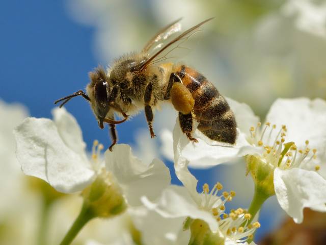 Abeille assurant la pollinisation (fleur de prunus padus) - Ivar Leidus / flickr.com