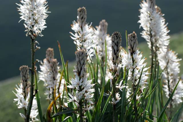 Asphodèle (Asphodelus albus)