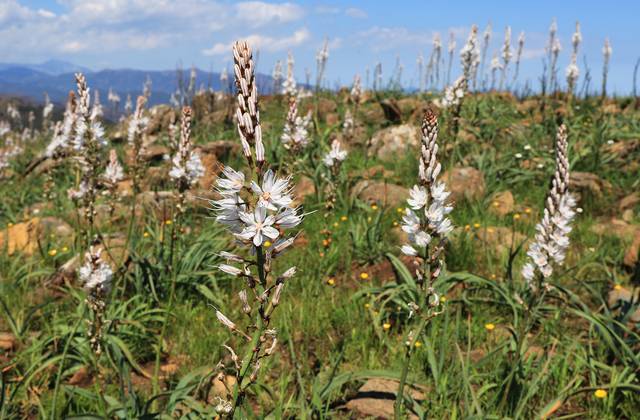 Asphodèles (Asphodelus albus) en milieu naturel