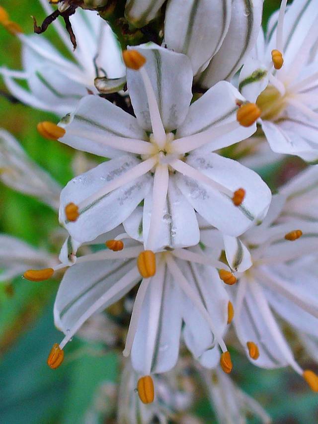 Asphodèle : gros plan sur les fleurs