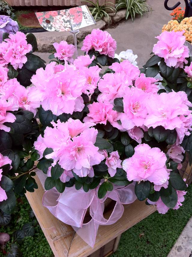 Azalée des fleuristes (Rhododendron indicum)