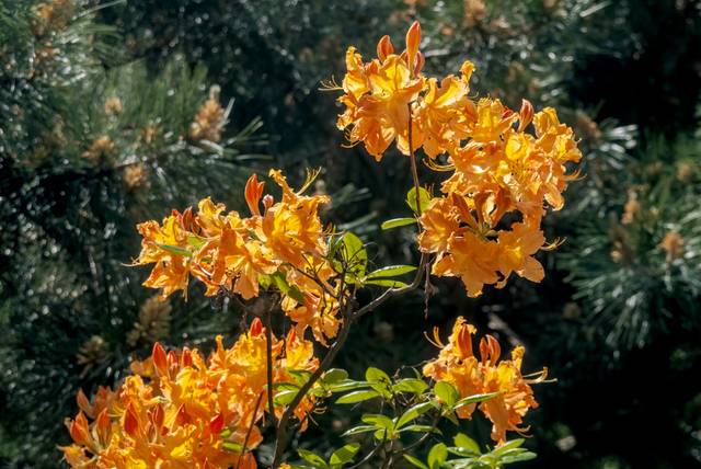 Azalée mollis en fleurs (Rhododendron x mollis)