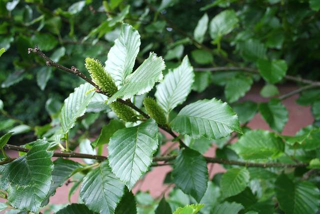 Feuilles et chatons du Bouleau transcaucasien (Betula medwediewii)