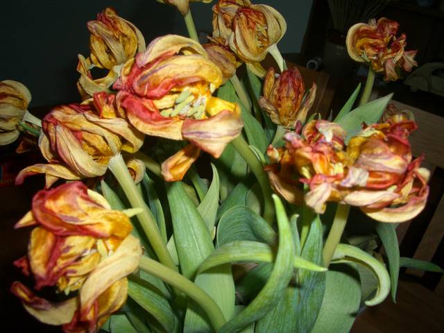 Bouquet de tulipes fanées