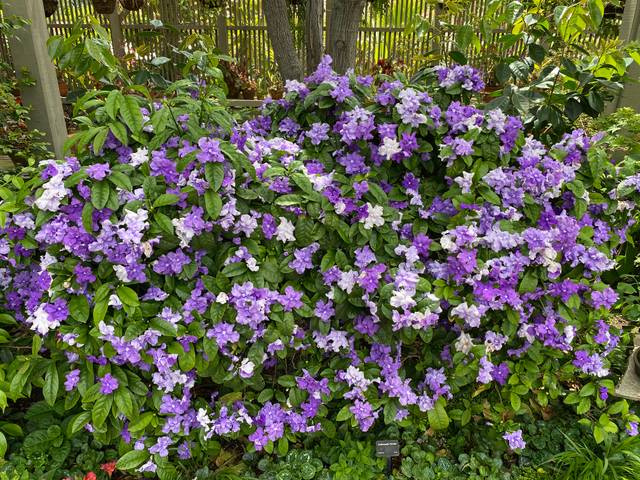 Brunfelsia pauciflora, en buisson