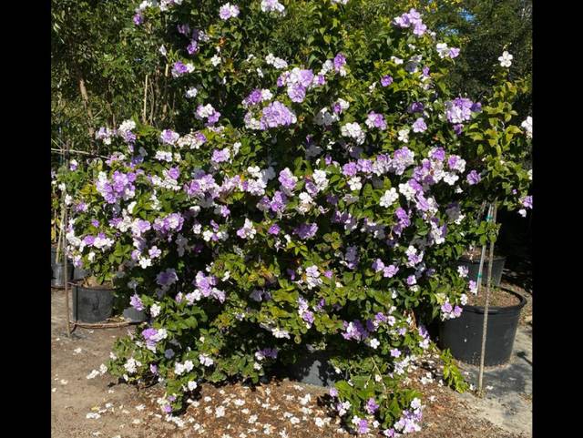 Brunfelsia : arbuste fleuri en conteneur