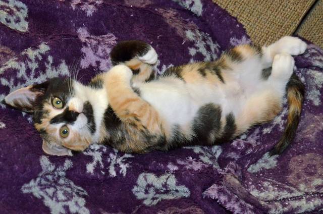 Chaton Calico (écaille de tortue dilué de blanc)